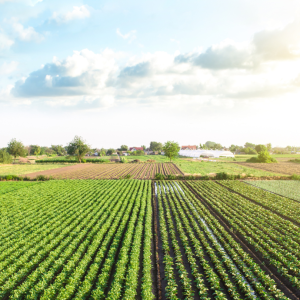 Empresas do agro precisam investir mais em cultura organizacional