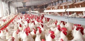 Governo passa a publicar valor real do frango para abate