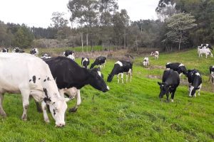 Criadores de gado leiteiro estão apreensivos com calor excessivo e falta de chuva