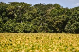 Como crédito de carbono pode impulsionar produção agrícola