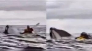 Que experiência! Rapaz é engolido por baleia jubarte