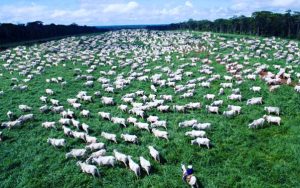 Fazendas do Brasil têm baixa emissão de carbono