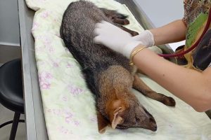 Cachorro-do-mato atropelado recebe socorro