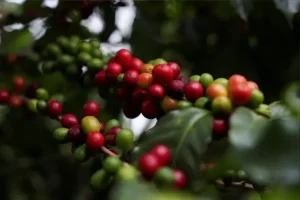Café Arábica atinge novo recorde