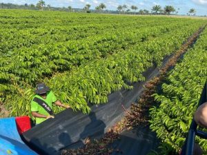 Exportação de café cresce 645% e supera a produção de outro Estado