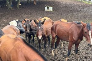 Polícia resgata mais de 40 cavalos com magreza extrema e prende produtor