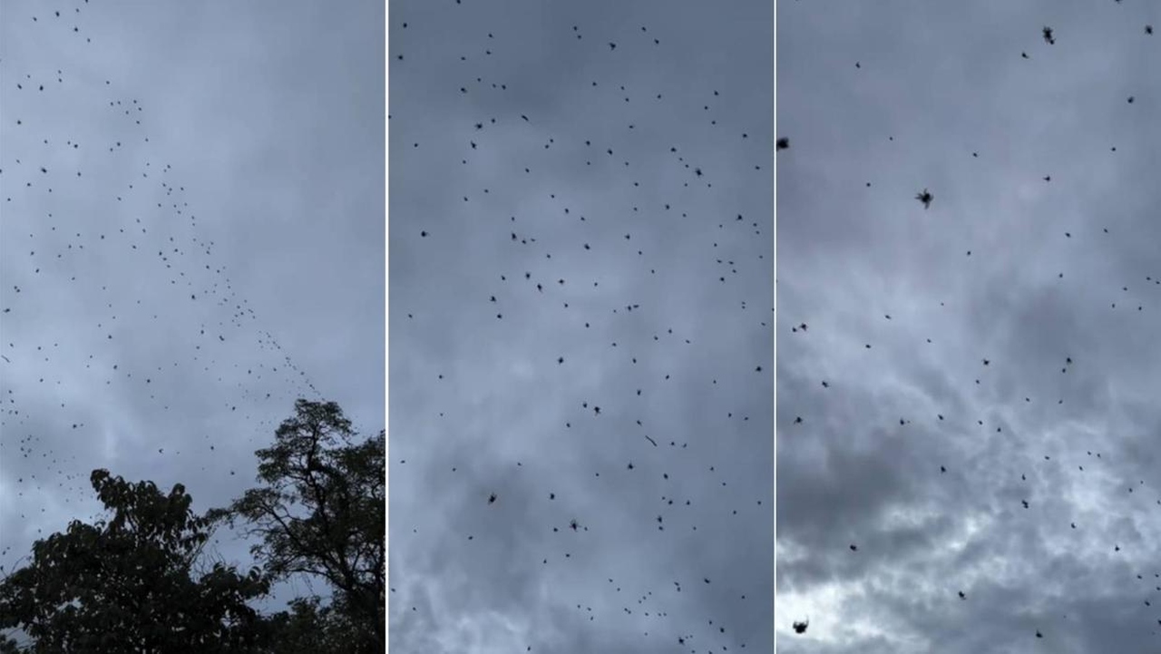 “Chuva de Aranhas” intriga moradores