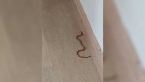 Sofá de casa vira ninho com filhotes de cobra venenosa