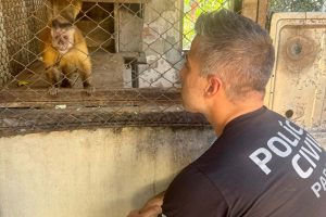 Após 31 anos acorrentado, macaco conquista liberdade