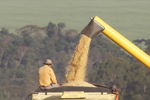 1ª safra de milho pode ter resultado histórico no Paraná
