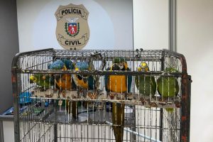 Polícia resgata araras e papagaios vítimas do tráfico de animais
