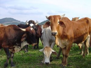 Pecuária catarinense corresponde a 60% do Valor Bruto Agropecuário