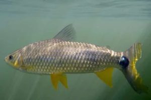 Pesquisador da UEL analisa evolução de família de peixes de água doce da América do Sul