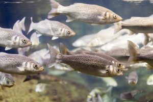 Produtores de peixes buscam alternativas contra mortandade