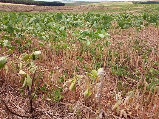 Produtores sofrem com onda de calor e temem perdas irreversíveis