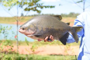 PEIXES NATIVOS: Rentabilidade, mas com recuo da produção