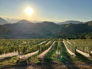 Expansão da viticultura impulsiona produção de vinhos finos