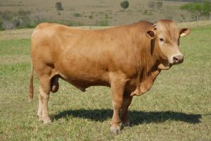 Purunã: raça de gado paranaense será destaque no Show Rural Coopavel
