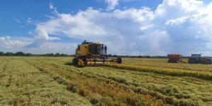 Avanço na colheita de arroz: 14,69% da área já foi colhida