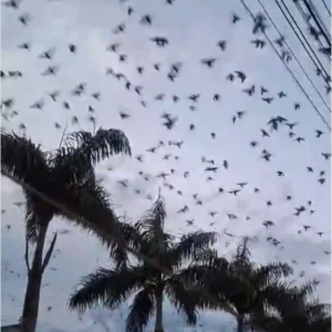 O espetáculo das andorinhas: Uma dança diária no céu do Paraná