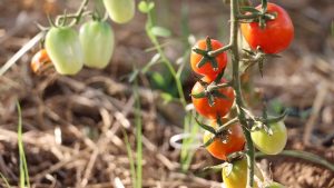 Clima ideal impulsiona recorde de produção de tomate