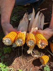 Troca-troca de milho e sorgo: propriedades registram alta produtividade nas lavouras