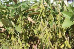 Potencial produtivo da soja é afetado por distribuição irregular de chuvas