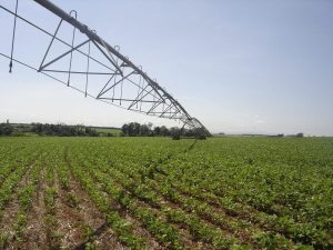 Estado investe em novas cultivares e linhas de crédito para irrigação