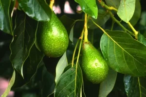Você sabia que o abacate é cultivado há muito mais tempo que o milho?