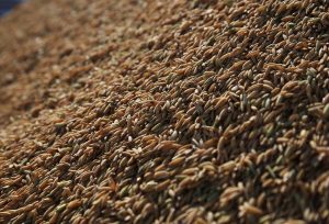 Apesar de colheita de arroz avançar, preços preocupam produtores