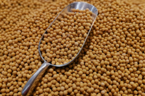 Ganhos com aumento de produtividade eleva projeção da safra 24/25