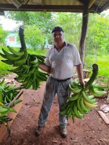 Banana: Senar impulsiona produção com melhoria na renda de pequenos produtores