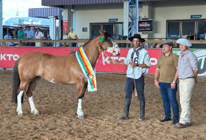 Marconi Tatuagem vence como melhor exemplar Mancha Crioula