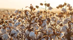 Produtores se únem para retomar plantio de algodão