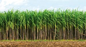 Consecana: segurança e equilíbrio para o setor sucroenergético