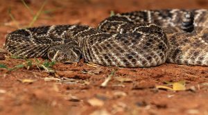 Encontros inesperados: Sistema FAEP guia agricultores sobre cobras
