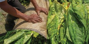 Preparo do tabaco é essencial para garantir bons negócios aos produtores