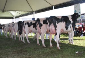 Produtores de leite recebem o título de Criador Supremo