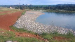 Milhares de peixes morrem por falta de energia em açudes