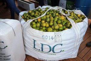 Multinacional irá produzir biogás a partir da citricultura