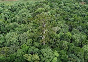 Embrapa clona araucária de 700 anos
