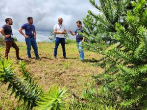 Araucárias são enxertadas para a produção de pinhão precoce