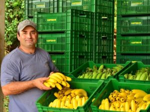 Preço pago ao produtor da banana-caturra registra desvalorização