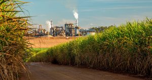 Brasil deve aumentar a produção de açúcar