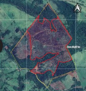 Homem é pego desmatando 38 hectares de mata nativa no Paraná