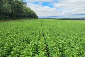 IDR lança cultivar de feijão com potencial superior 4,5 toneladas por hectare