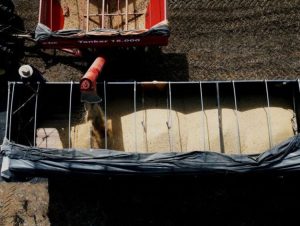 Estado deve colher mais de 800 mil toneladas de soja