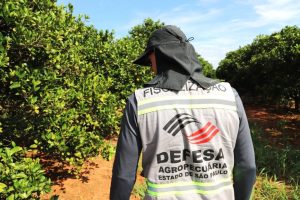 Greening: Fiscalização inspeciona mais de 3 milhões de plantas