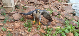 Falcão-peregrino percorre 7.300 quilômetros e é resgatado em Nova Santa Rosa