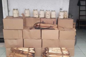 IAT apreende mais de 300 kg de palmito clandestino